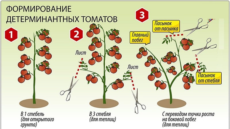 Описание лучших сортов помидоров без пасынкования для теплиц