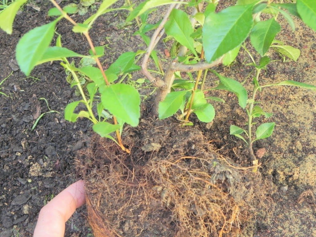 Как посадить айву японскую (хеномелес) весной и осенью: правила ухода и выращивания в открытом грунте