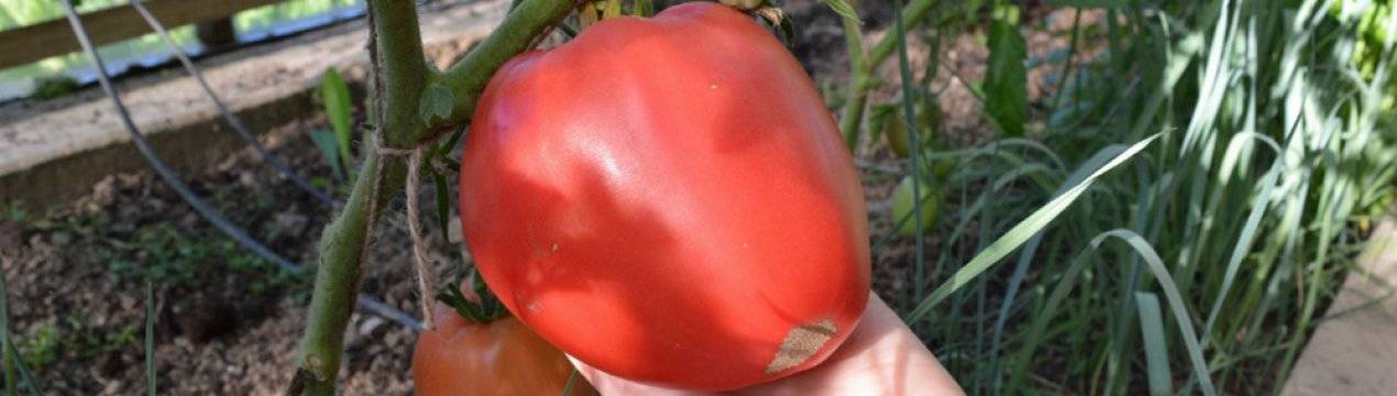 Отличный российский томат «воловье сердце»: описание и характеристики с фото