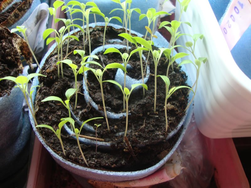 Посадка семян томатов на рассаду: правила посева и выращивания