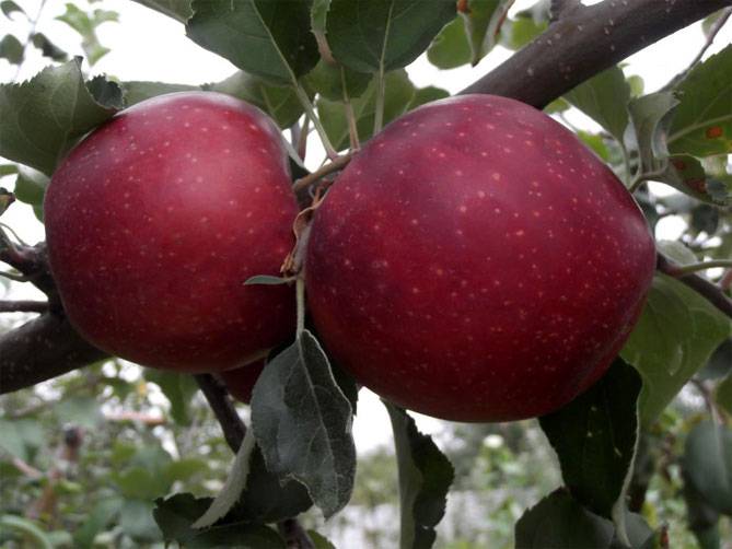 Яблоня сорта фуджи – гордость японских селекционеров