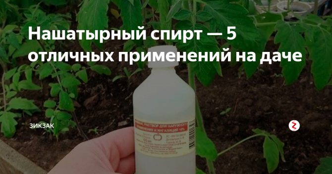Как избавиться от вредителей капусты без химии - дачные советы.ру