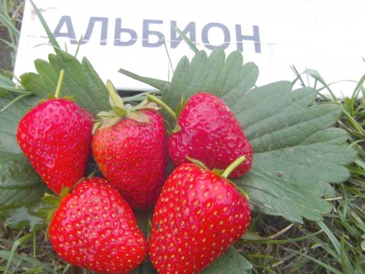 Клубника альбион - описание сорта, правила ухода и методы выращивания