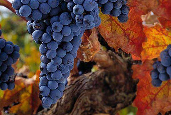 Виноград лорано: описание и характеристики сорта, технология выращивания