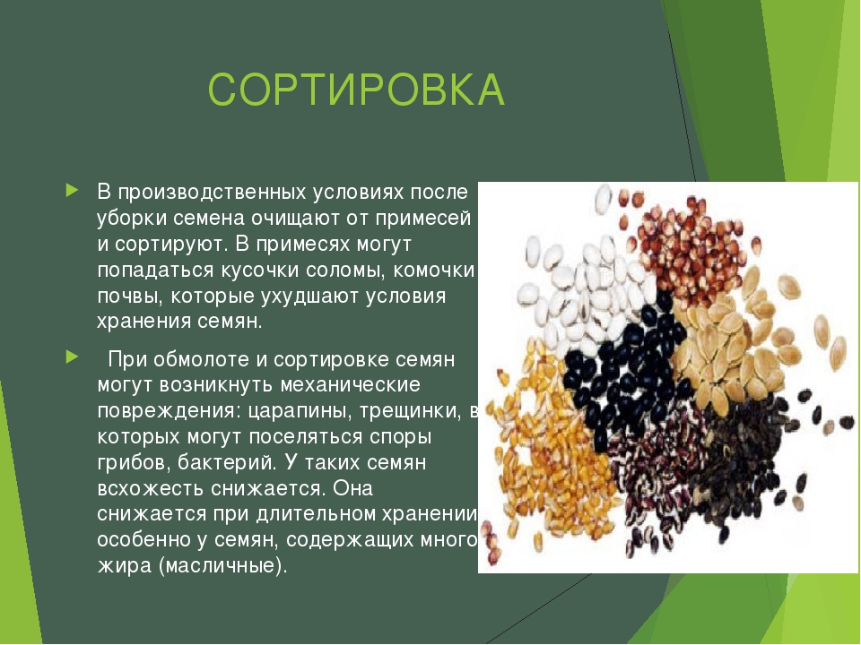 Сортировка семян семена сафлора применение