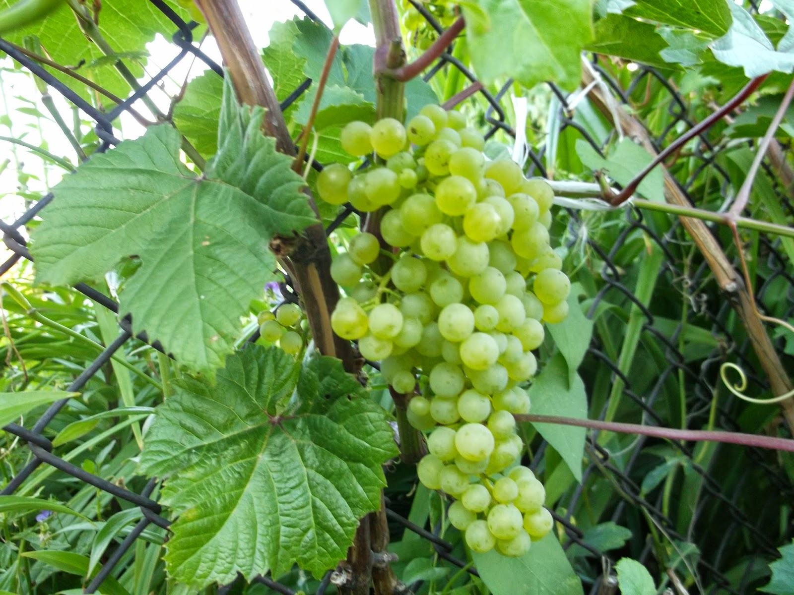 Описание и характеристики сорта винограда коринка русская, преимущества и недостатки, выращивание - всё про сады
