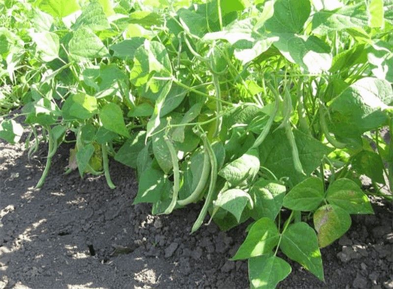 Как сажать фасоль: посадка и уход в открытом грунте, как посадить семена на рассаду в домашних условиях