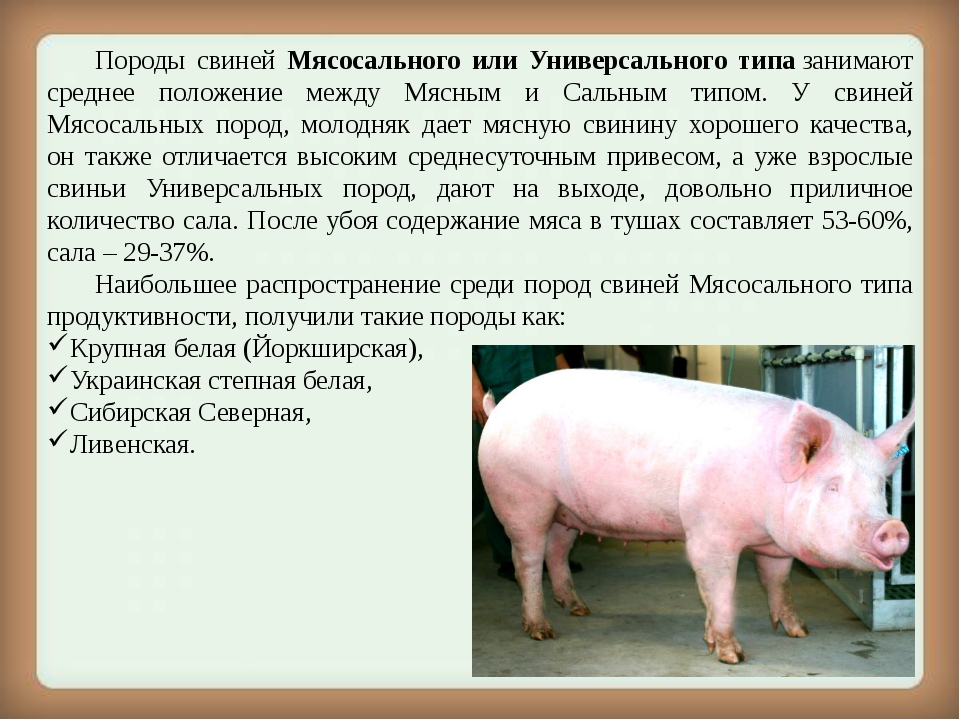Порода свиней ландрас (30 фото): характеристика поросят, описание взрослых свиней мясной породы. правила кормления и ухода. отзывы владельцев