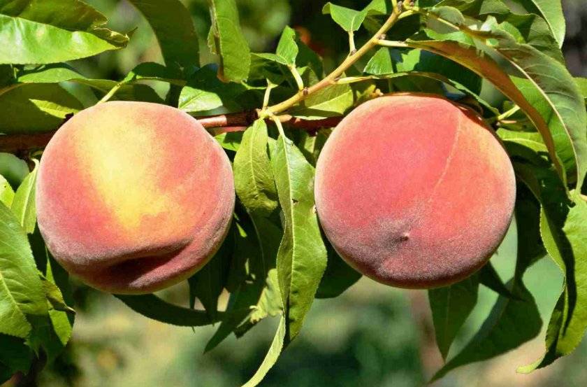 Подробнее о выращивании персика сорта «сатурн» читайте с нами