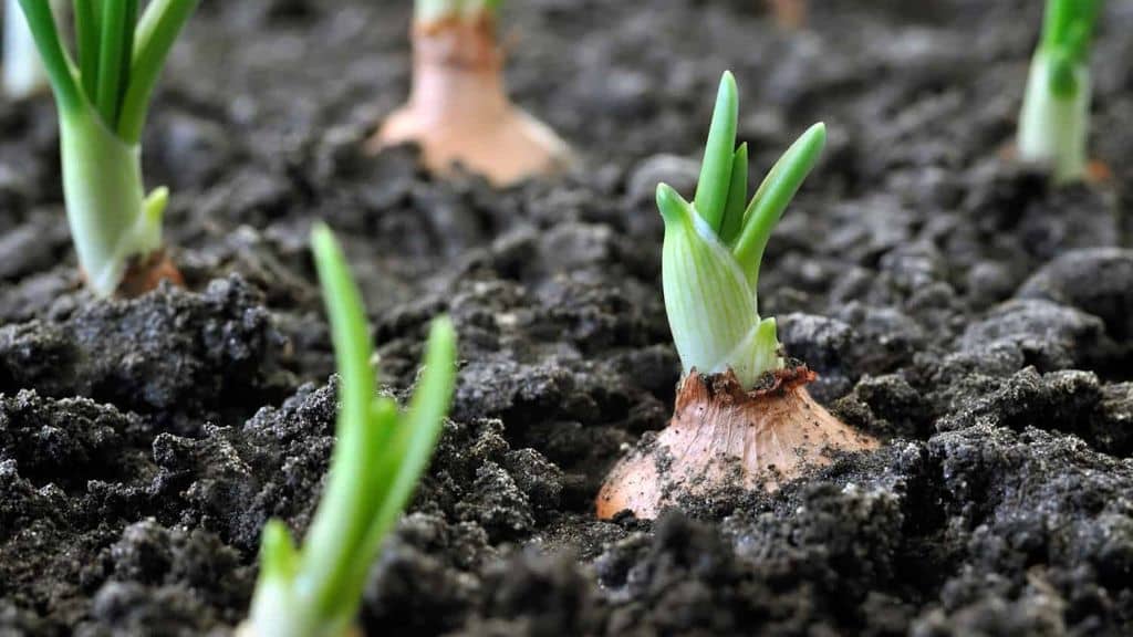 Лук-порей: выращивание и уход от посева семян до сбора урожая
