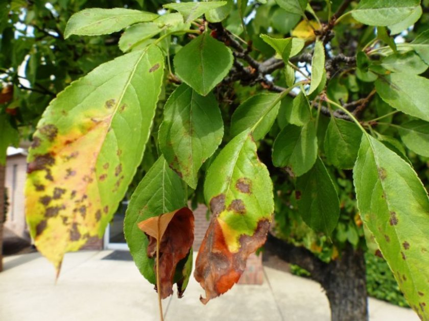 Сохнут листья и ветки на вишне: в чем причина и как устранить проблему?