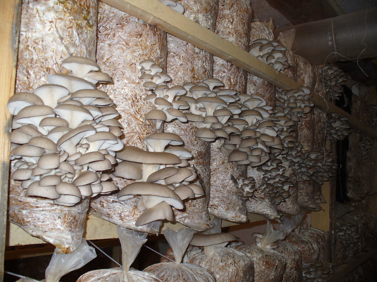 Домашние вешенки - технология выращивания и оптимальные условия для грибов