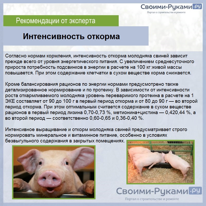 Разведение свиней по линиям: особенности и требования к данному методу | cельхозпортал