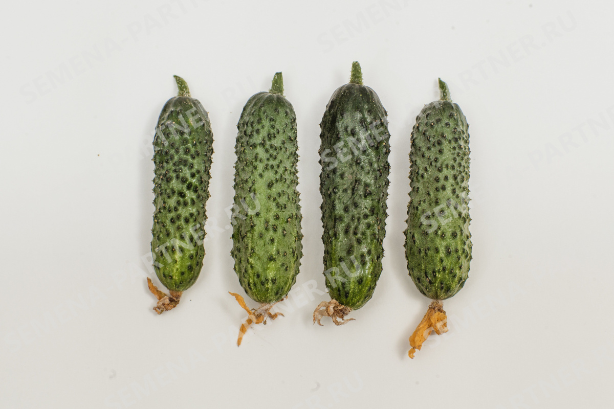 Огурец гуннар f1: описание, отзывы, урожайность