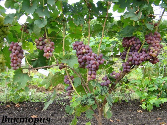 Виноград виктория, описание