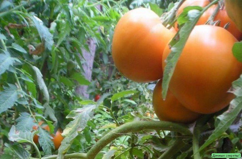 Лучшие сорта семян томатов для открытого грунта ростовской области