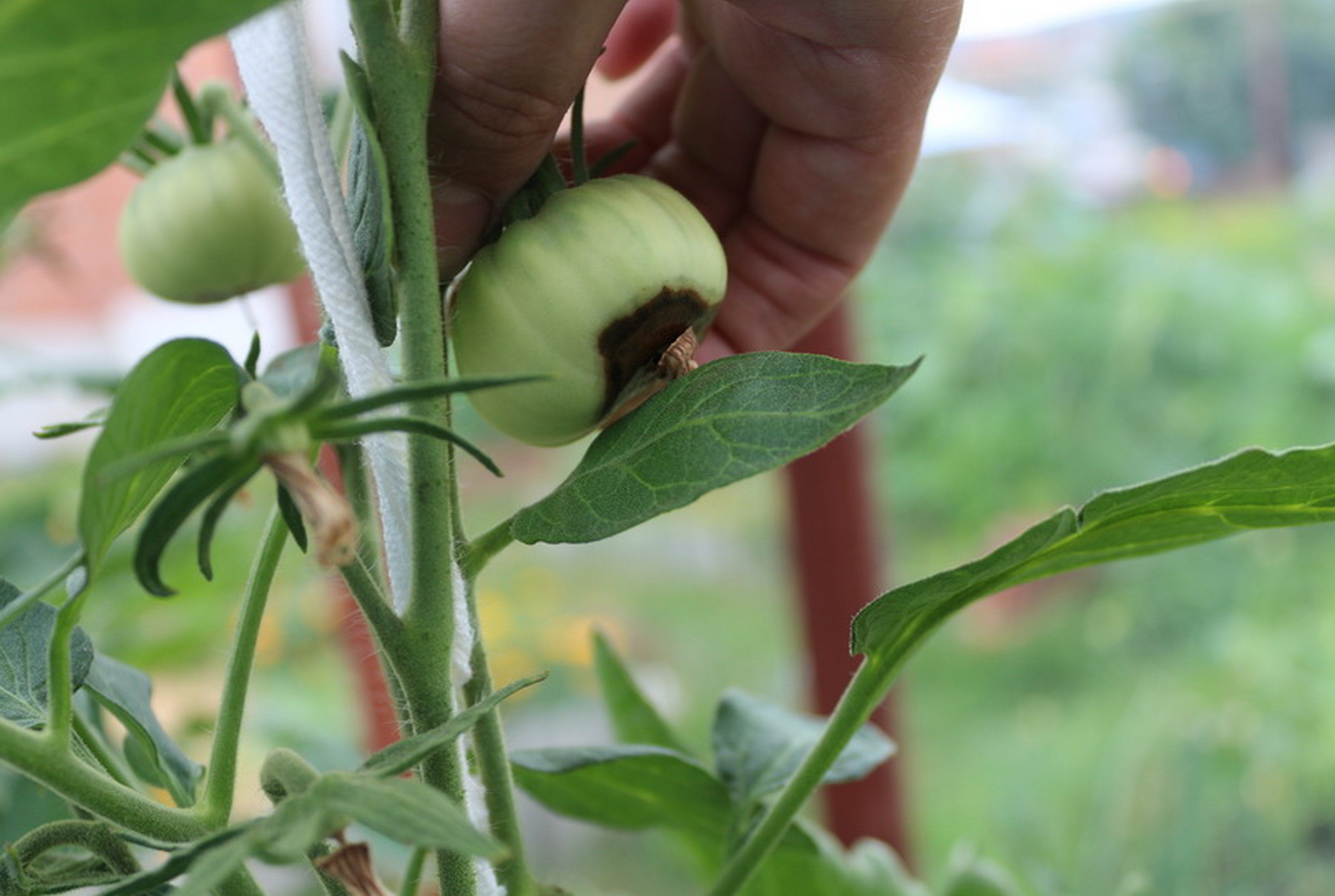 Вершинная гниль на помидорах — особенности болезни и 5 советов по профилактике