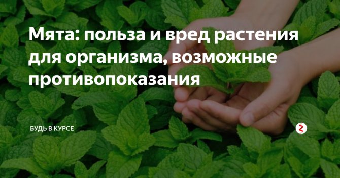 Польза и вред от ромашкового чая