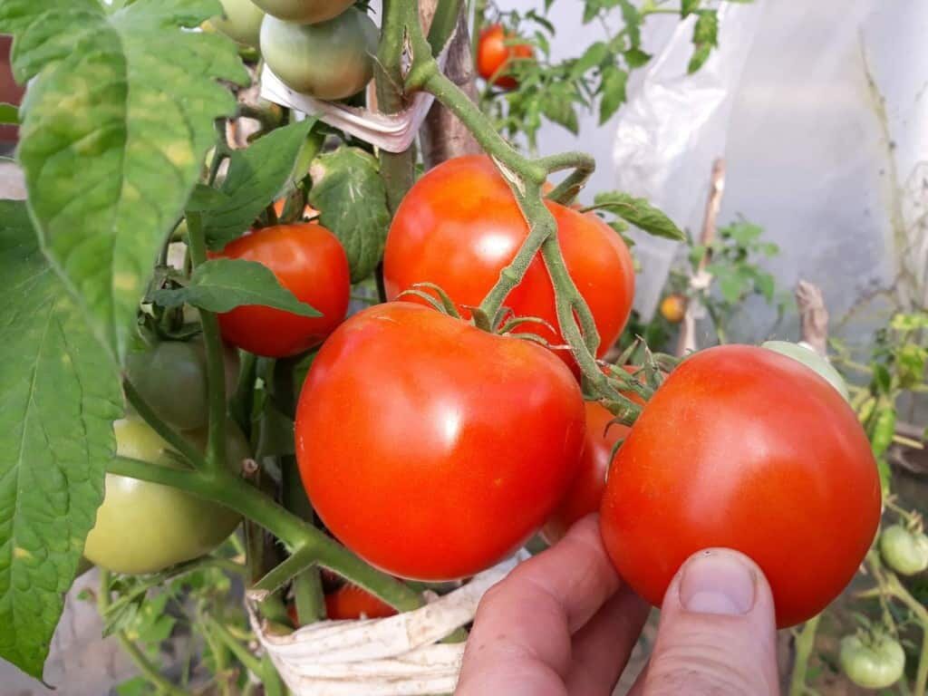 Новые сорта томатов на 2021 год — выбираем лучшее!