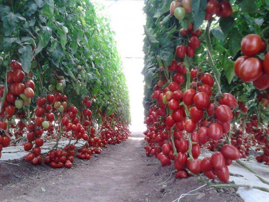 Сорт томата рапунцель: описание, урожайность и отзывы