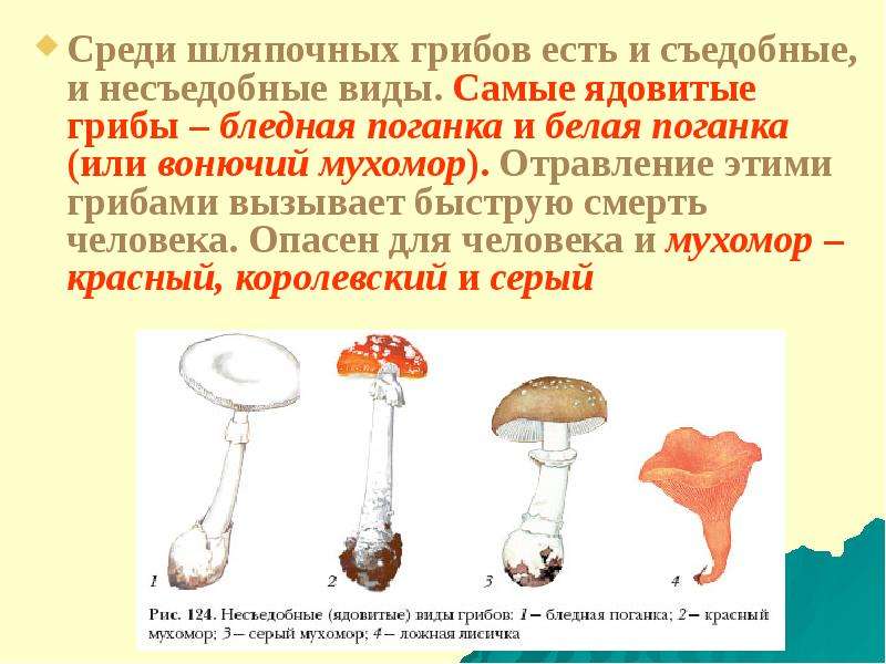 Цезарский гриб дальневосточный(amanita caesareoides).
