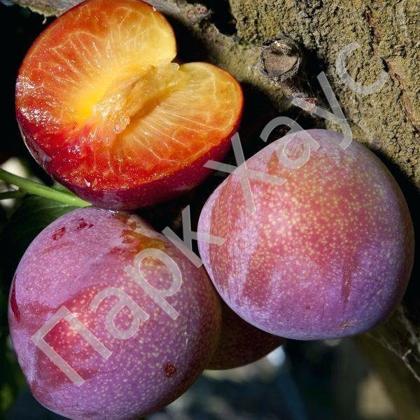 Знакомимся с гибридом сливы и абрикоса