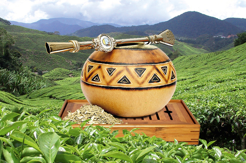 Чай мате – польза и вред экзотического напитка