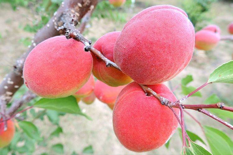 Описание и опылители абрикоса сорта Саратовский Рубин, посадка и уход
