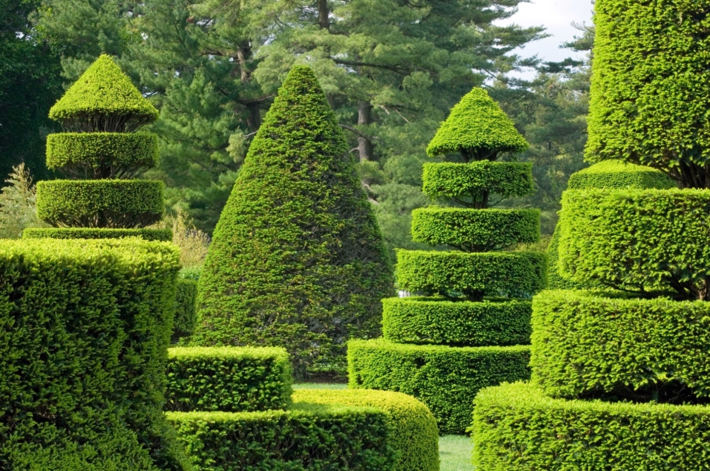 Формирование кроны деревьев и кустарников - создаем "живые скульптуры" в саду | красивый дом и сад