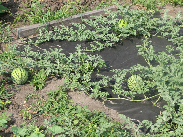 Посадка арбузов в открытый грунт или теплицу: правила ухода и выращивания