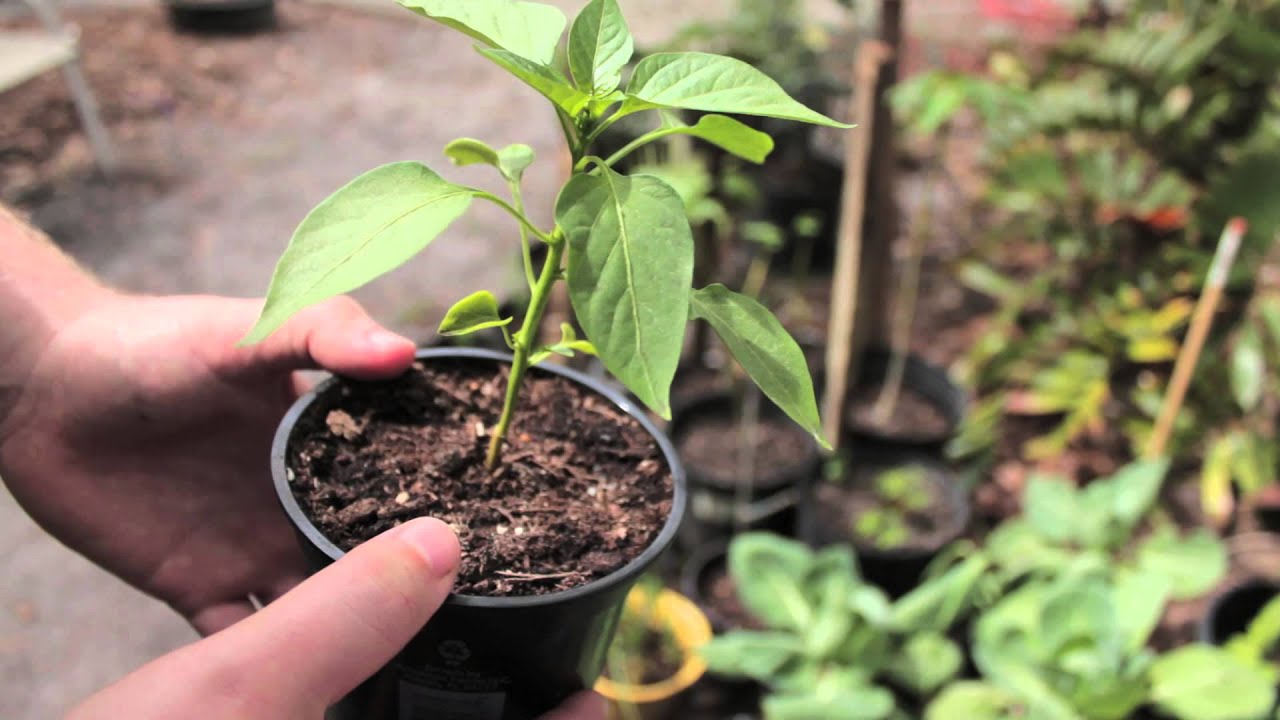 Выращивание рассады перца без пикировки в домашних условиях фото видео