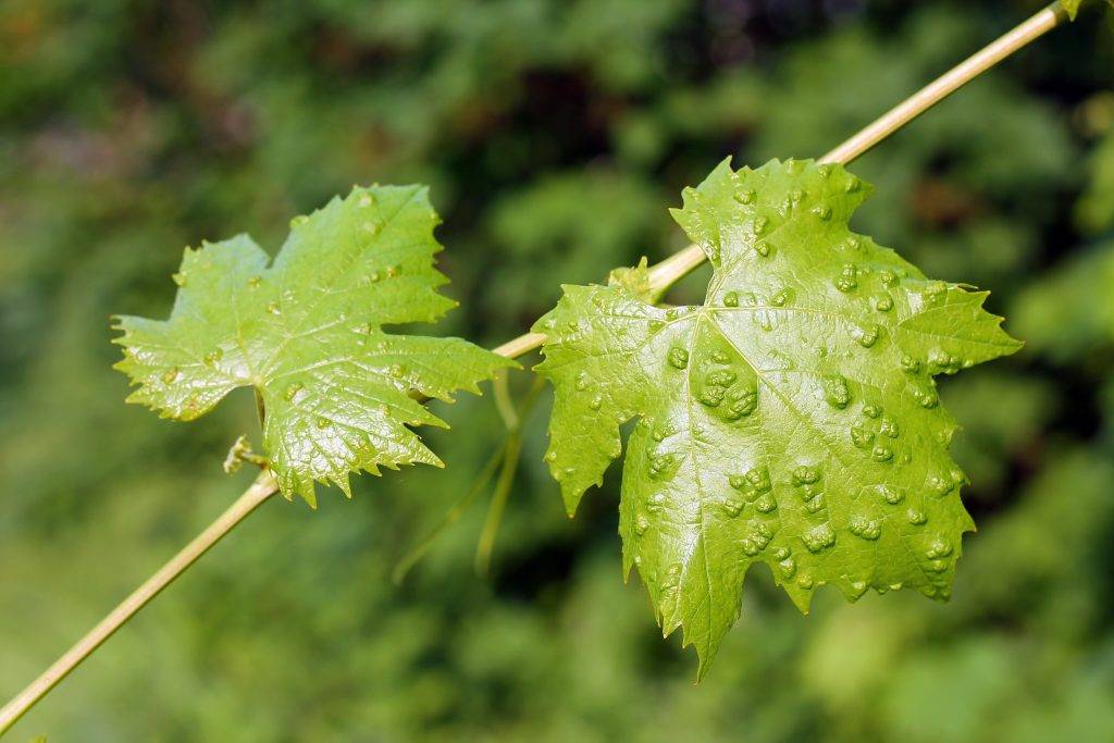 Вредители винограда описание с фотографиями и способы борьбы с ними фото