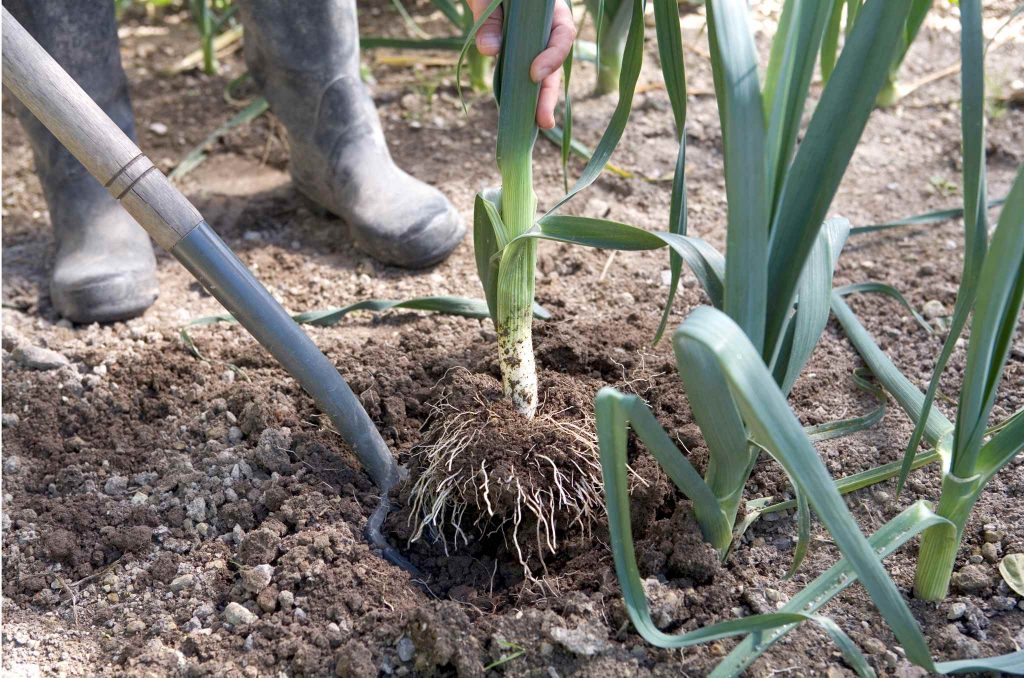 Посадка лука: как правильно сажать весной, на каком расстоянии, как посадить, чтобы получить хороший и крупный урожай