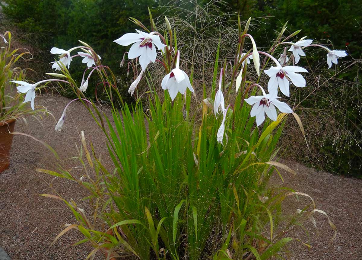 Acidanthera bicolor цветы фото и описание