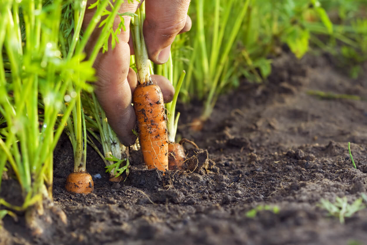 Почему желтеет и сохнет ботва моркови