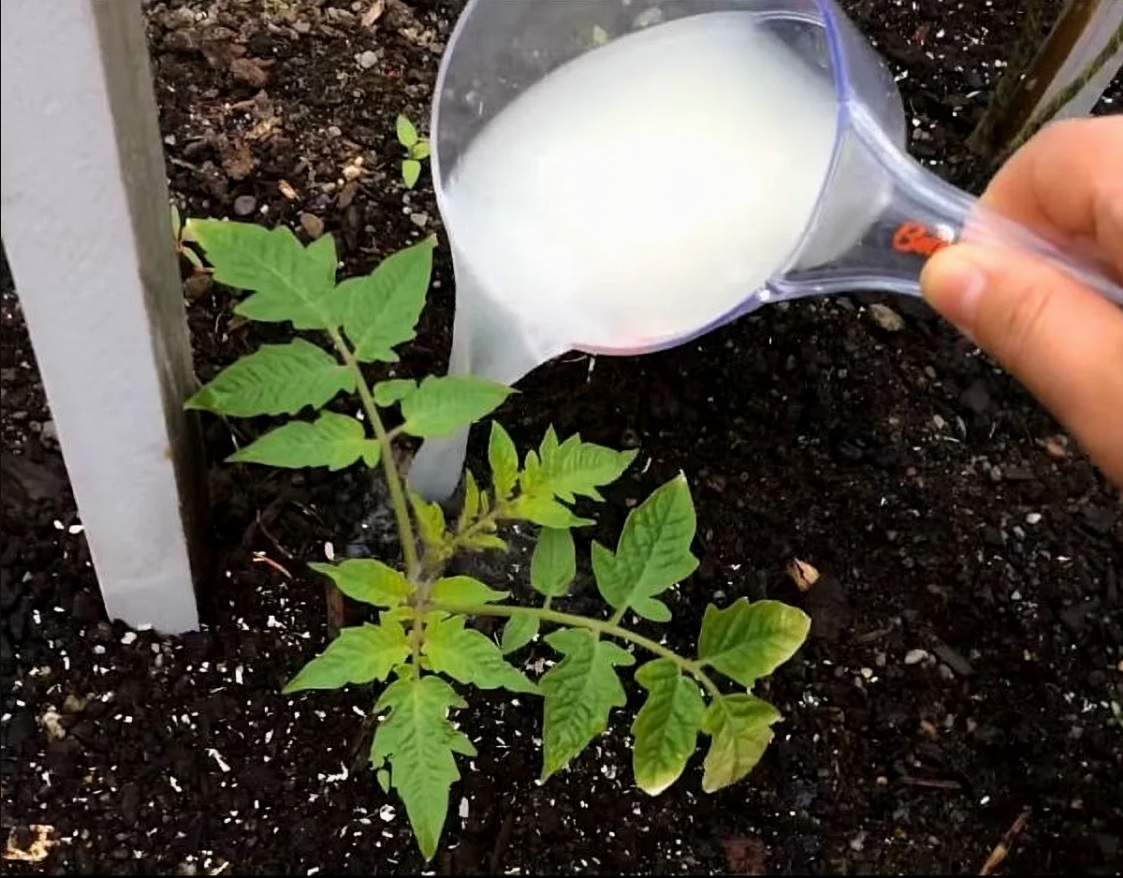 Подкормка помидор дрожжами в теплице: метод от бабушки