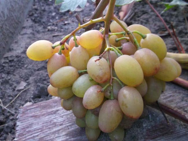 Описание сорта винограда румба