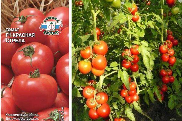 Томат "красные щечки f1": описание сорта, характеристики плодов, рекомендации по выращиванию помидор русский фермер
