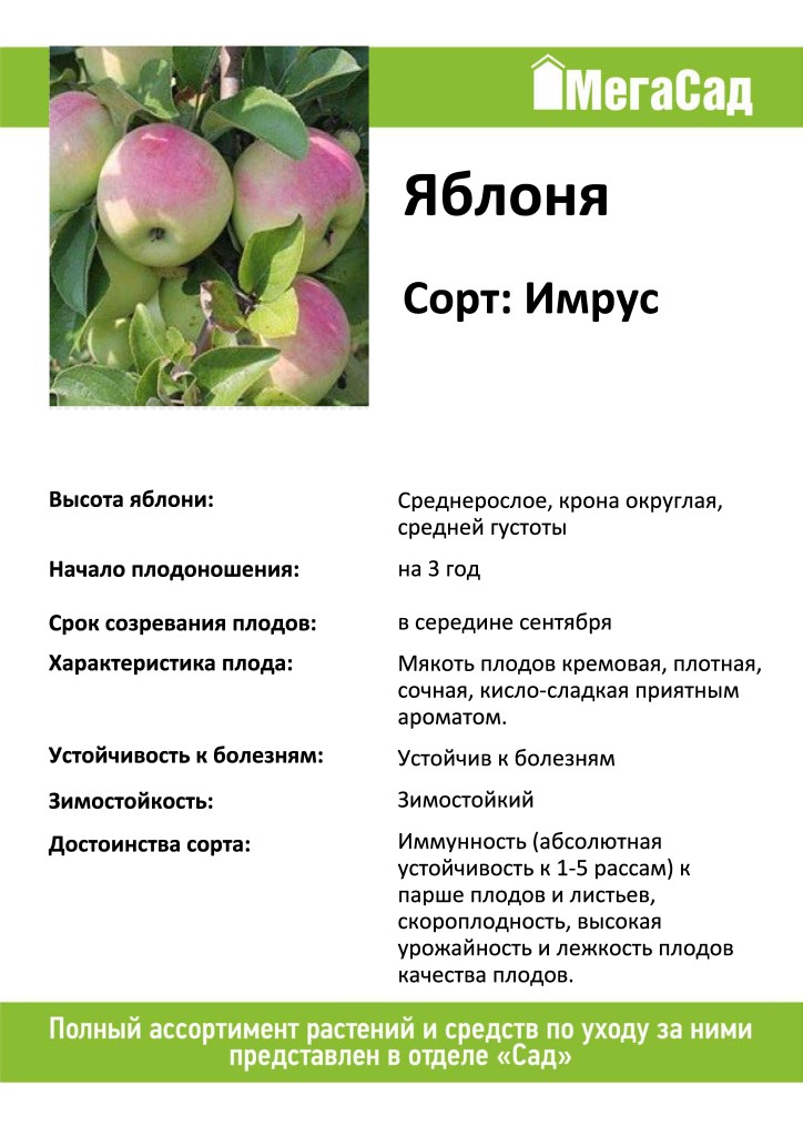 Яблоня имрус — описание сорта, фото, отзывы