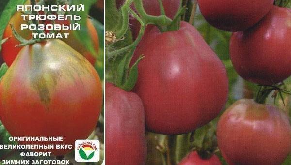 О сорте томата титан: характеристики помидора, уход и выращивание