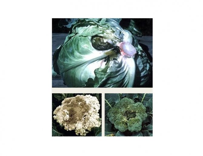 Болезни и вредители капусты: описание, фото, методы борьбы и лечения