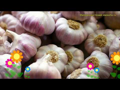Описание чеснока добрыня и особенности выращивания сорта