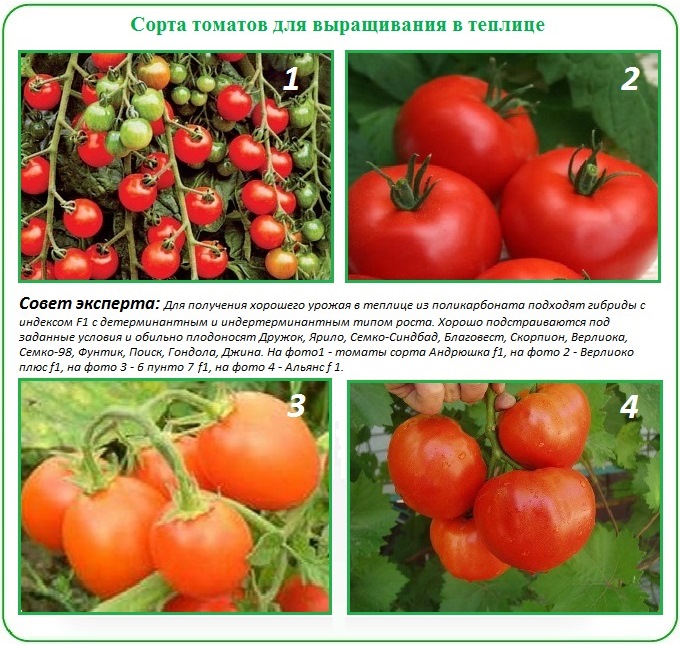 Описание и характеристики сортов зеленых помидоров, урожайность и выращивание
