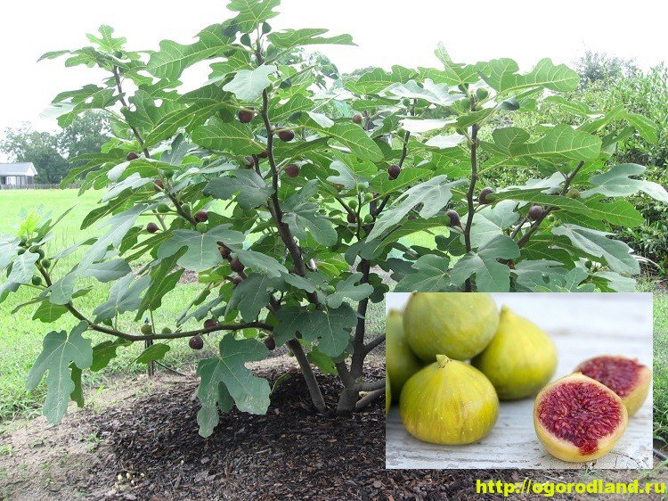 Инжирный персик описание сорта выращивание
