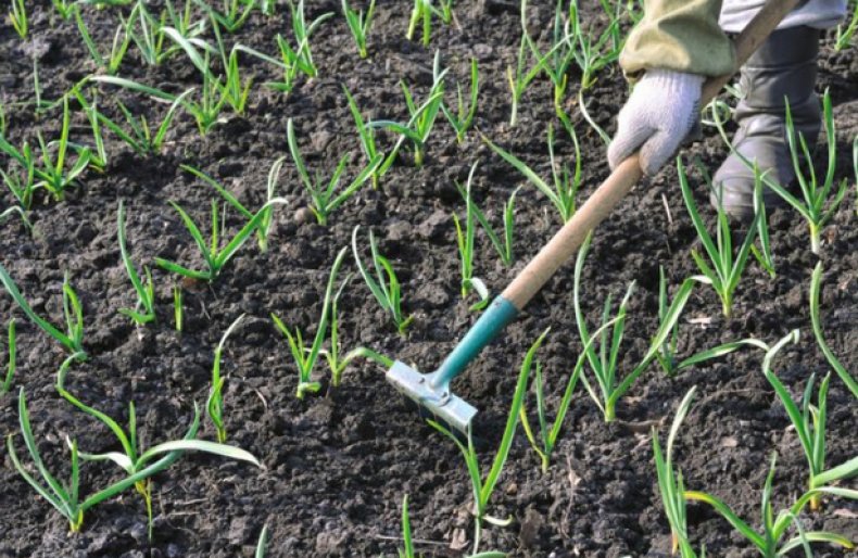 Выращивание шпината: правила посадки и ухода в открытом грунте