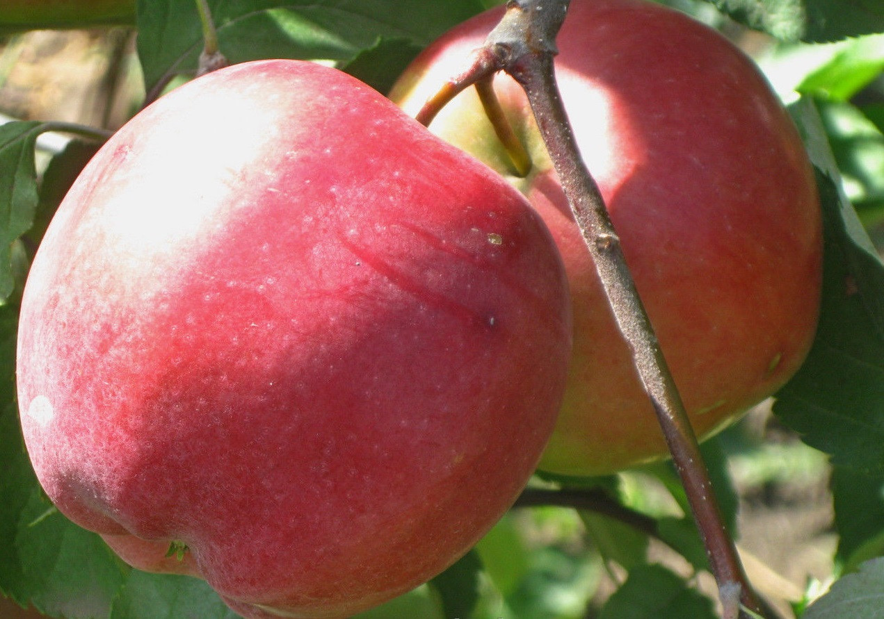 Яблоня орловское полосатое: описание сорта, фото, отзывы садоводов