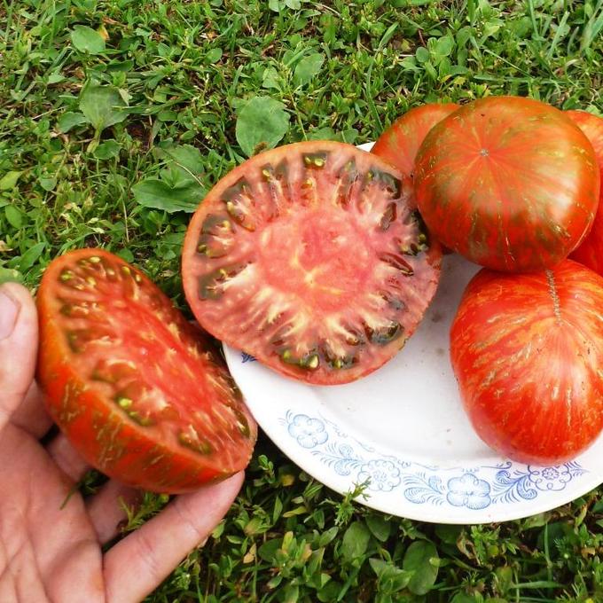 Ранний, крепкий, выносливый: сорт томата «полбиг» по описанию селекционеров и опыту садоводов
