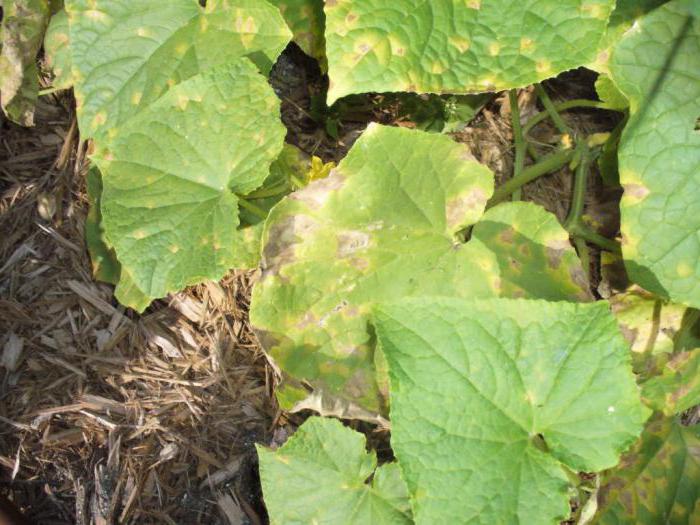 Пятна на листьях огурцов: причины заболевания растения | спутниковые технологии