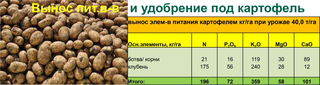 Удобрение картофеля перед окучиванием
