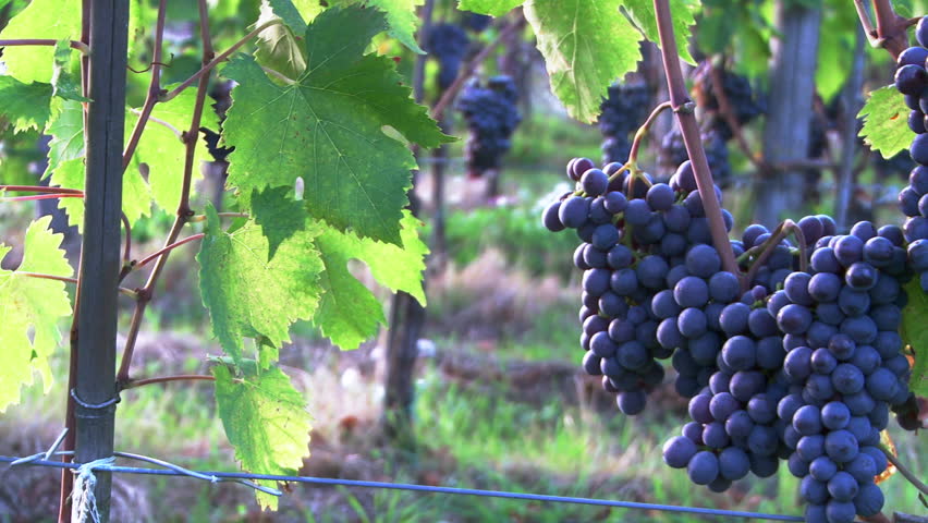 Виноград санджовезе - мир винограда - сайт для виноградарей и виноделов